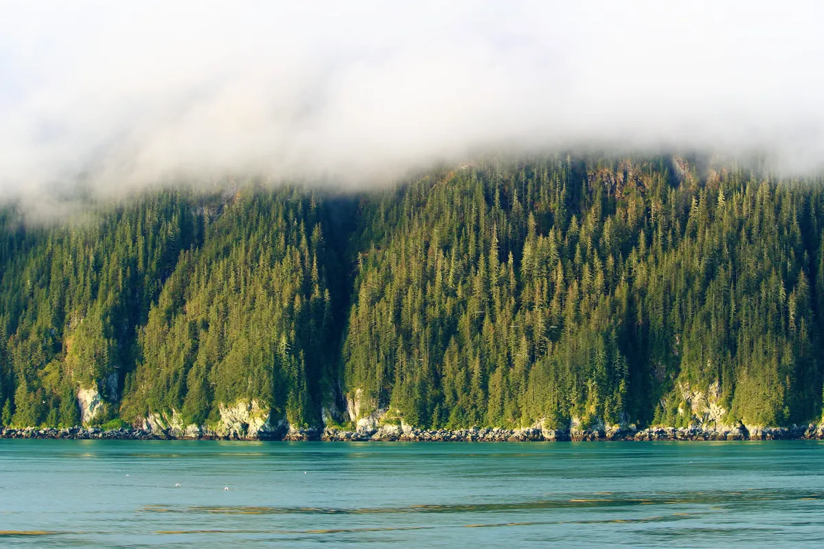 Forested Alaska coastline near Chugiak